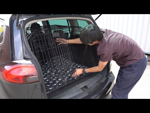 How to Choose and Install a Dog Crate for Your Estate Car