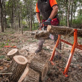 ultimate sawhorse forestry 4