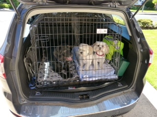Ford Mondeo Estate, Dog Cage, Pet Travel Crate