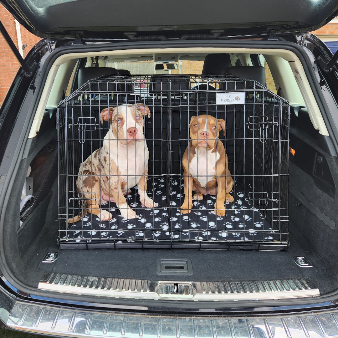 Volkswagen Touareg 2014 Car Dog Crate
