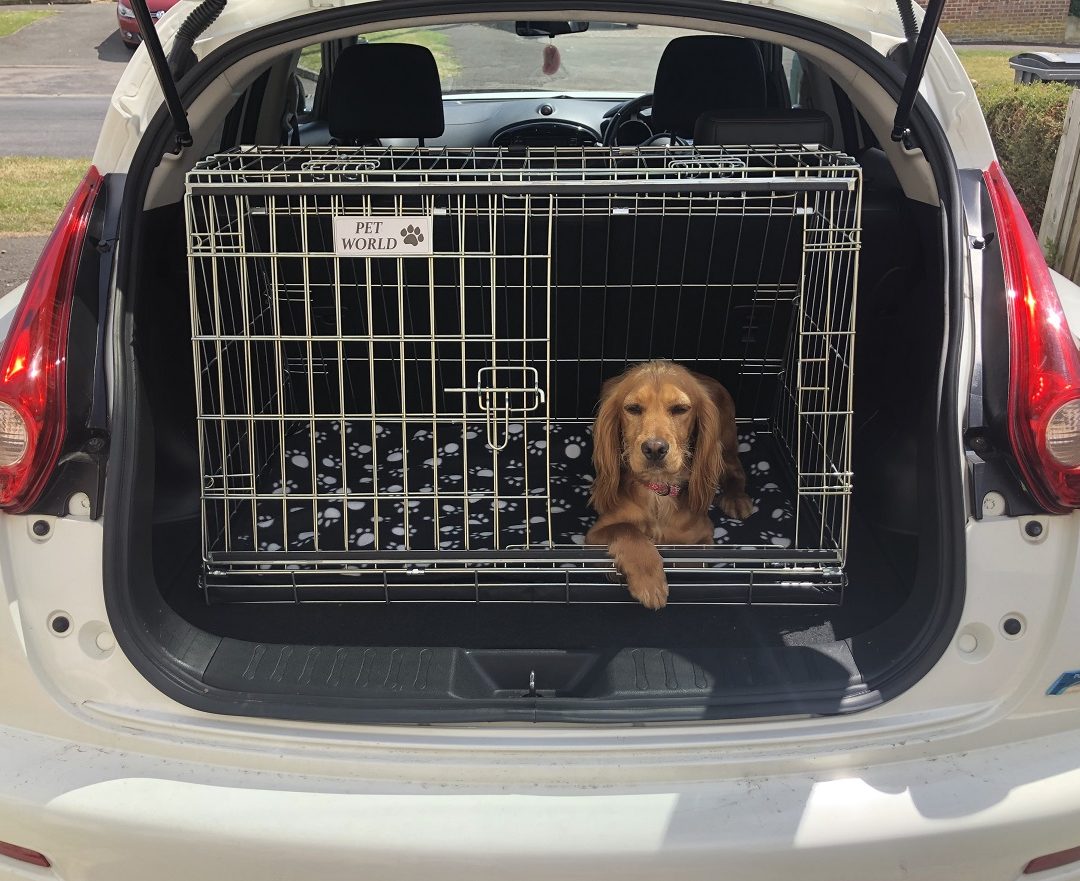 dog boot cage