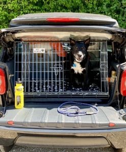 smart car dog guard
