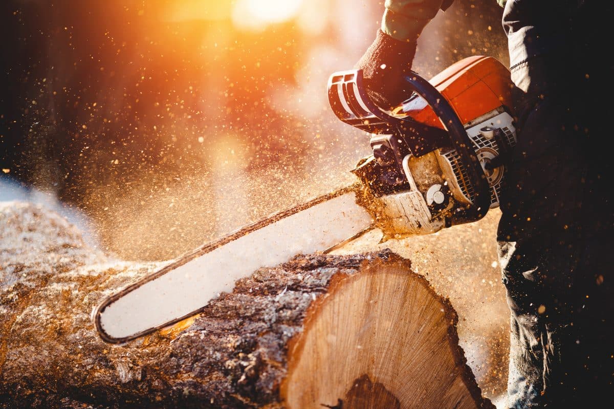 Chainsaw. Close-up of woodcutter sawing chain saw in motion, sawdust fly to sides.