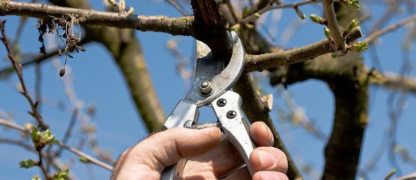 pruning images during garden jobs