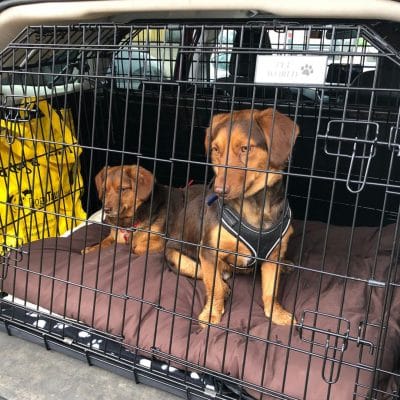 dog car crate submission